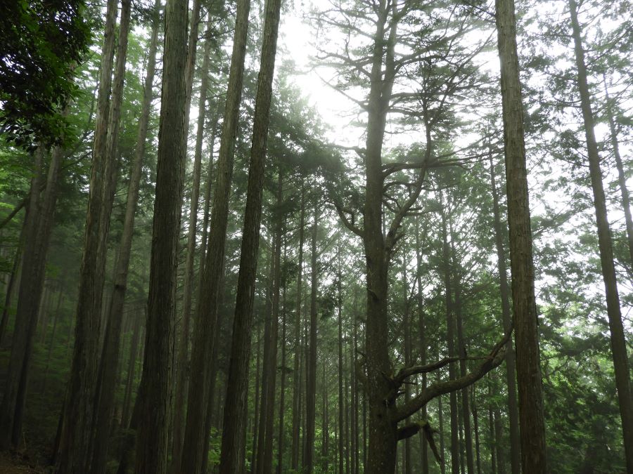 雲取山